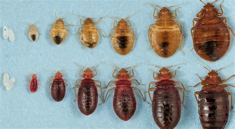 Identify Bed Bugs How They Start Where They Come From