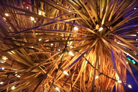 The lighting ceremony was hosted virtually on the ethel m website. Ethel M Chocolates lights up Holiday Cactus Garden — VIDEO ...
