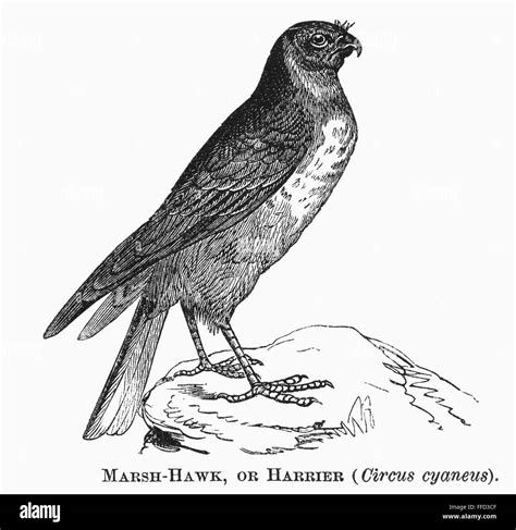 Marsh Hawk 1877 Ncircus Cyaneus Also Known As Harrier Line