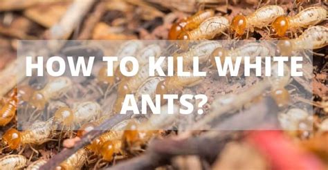 How To Kill White Ants In Melbourne Vic Blog