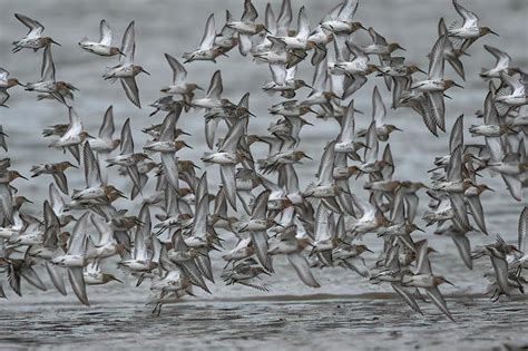 Brief And Entries Large Flocks Of Birds Bird Photo Contest