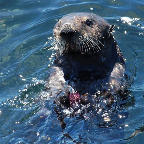 Kałan Morski Wikipedia Wolna Encyklopedia Sea Otter Sea Life