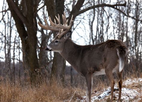 The Ultimate Whitetail Deer Hunting Gear List Hunttested Deer