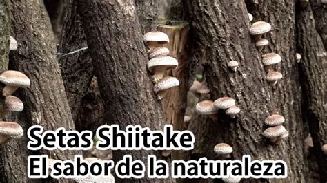 Descubre Los Beneficios De Las Setas Shiitake Y Su Delicioso Sabor