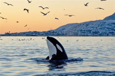 15 Amazing Facts About Orcas Discover Wildlife
