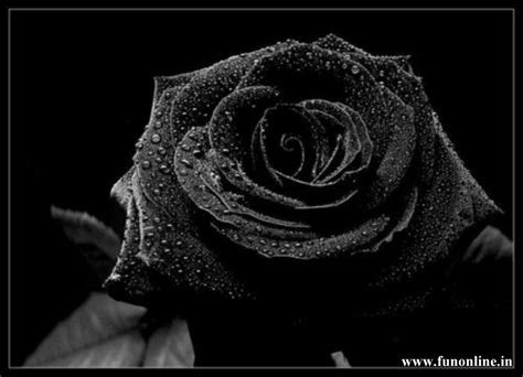 Free Download Black Rose Wallpapers Beautiful Black Roses Hd Wallpaper