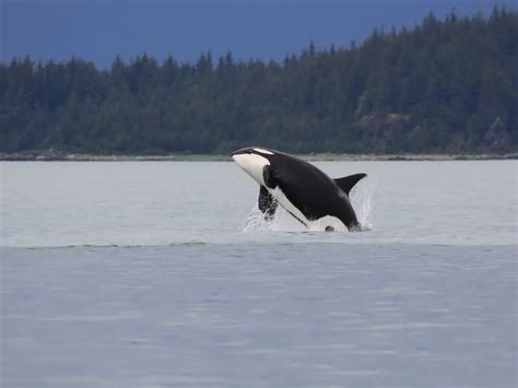 Why Are Orcas Important To The Ecosystem Sciquest