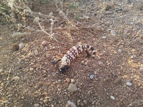 These carnivores are classified as near threatened, and they are native to arizona, california and mexico. Baby Gila Monster | We ran into this guy near Oracle,Az ...