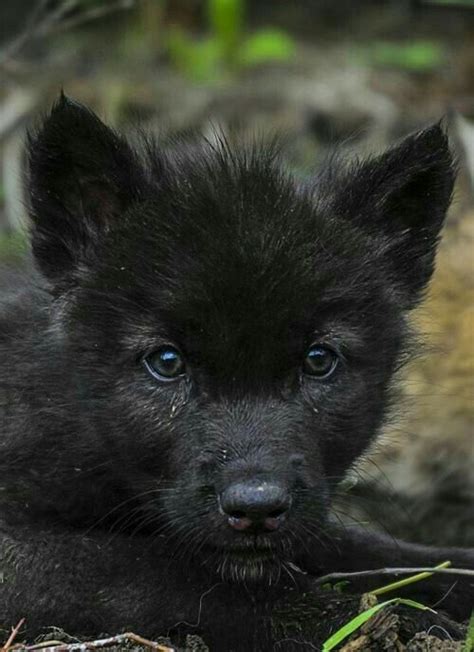 Black Wolf Puppy Baby Wolves Wolf Pup Wolf Dog