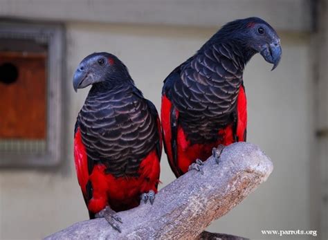 Its plumage is black, with greyish scaling to the chest, and a red belly. Parrot Encyclopedia | Pesquet's Parrot | World Parrot Trust
