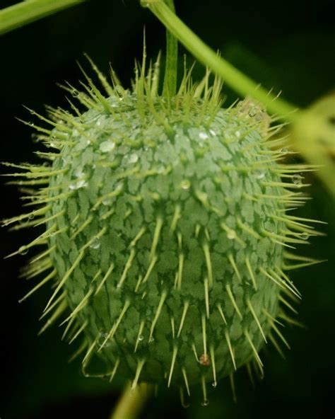 Have you ever wondered whether cucumber that belongs to the gourd family is a fruit or vegetable? Wild Cucumber - Marquette County
