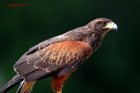 Birds And Nature In The Forest Of Dean Harris Hawk