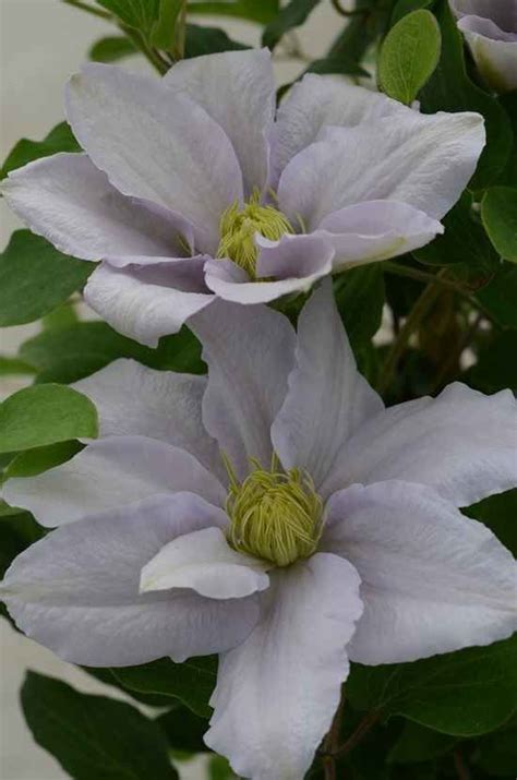 Check spelling or type a new query. Clematis for Hanging Baskets | Clematis, Clematis flower ...
