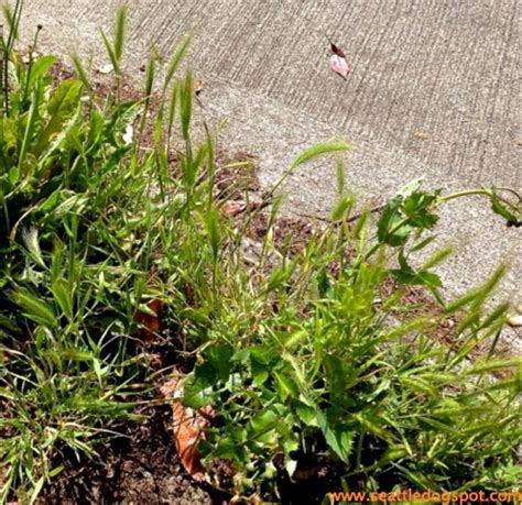 Maybe you would like to learn more about one of these? Keep Your Dog Away from Deadly Foxtail Grass This Summer ...