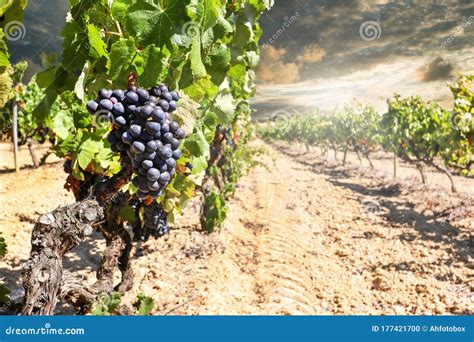 Vineyard With Red Wine Grapes Near A Winery In Late Summer Grapevines