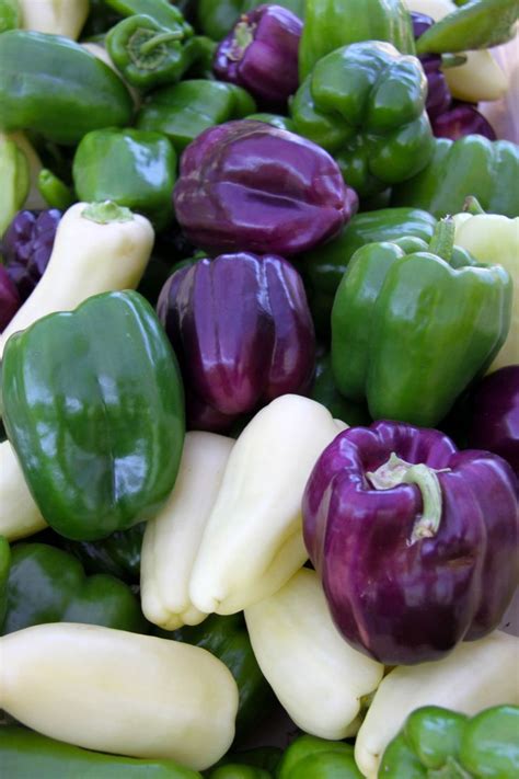 Best 25 Purple Bell Pepper Ideas On Pinterest Purple Pepper Growing