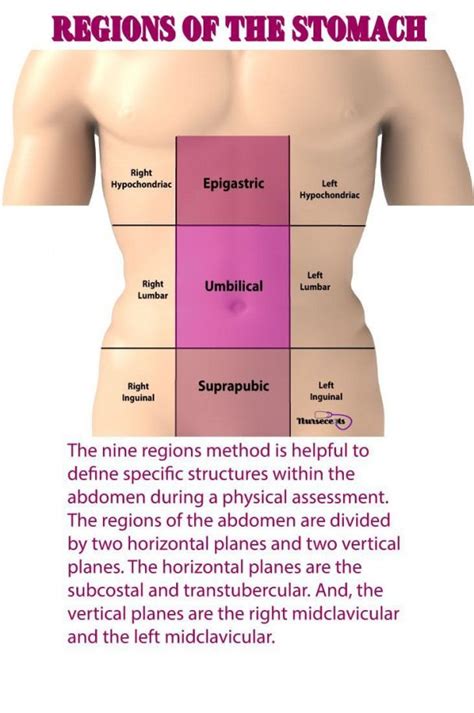 Learn about 9 regions abdomen with free interactive flashcards. To map the nine regions of the abdomen imaginary lines ...