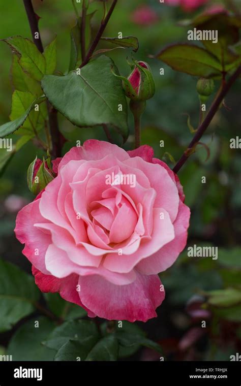 Rose Color Magic Hybrid Tea At Owen Rose Garden In Eugene Oregon