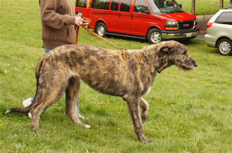Brindle Irish Wolfhound Irish Wolfhound Animals Kinds Of Dogs