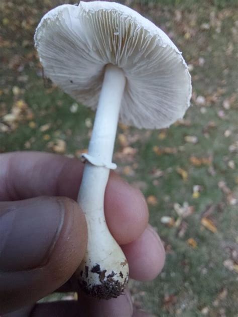 White Mushroom With White Gills And Bulbous Base Identifying