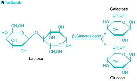 Galactose Formula Structure Properties Uses Health Hazards