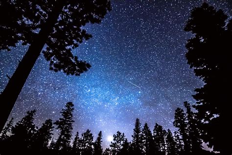 Forest Star Gazing An Astronomy Delight Photograph By