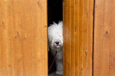 Curious And Shy Dog Hiding Behind The Wood Door Stock Image Image Of