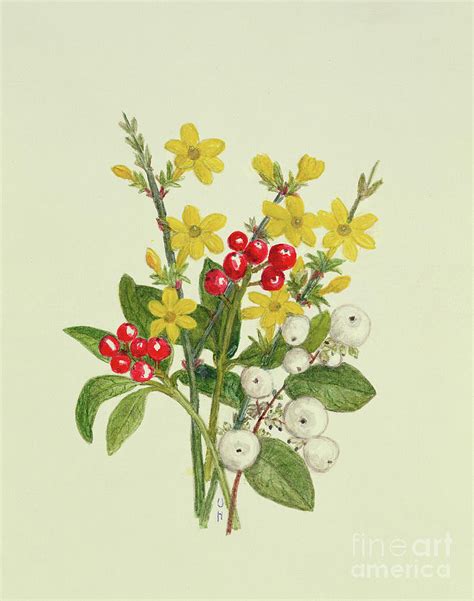 Snowberries Dogwood And Jasmine Painting By Ursula Hodgson Fine Art