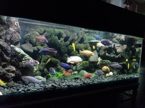 Pics Photos 3d Backgrounds For Fish Tank Accessories