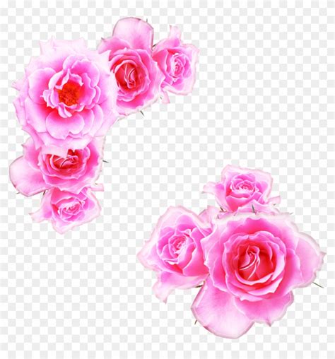 Animated Pink Roses