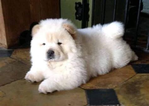 Full Grown White Chow Chow Jaka Attacker