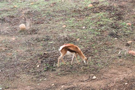Vous pouvez faire pousser des arbres et plantations librement dans votre terrain. Dormint a una casa als arbres a Vindoux Guest Farm | I'M 8 ...