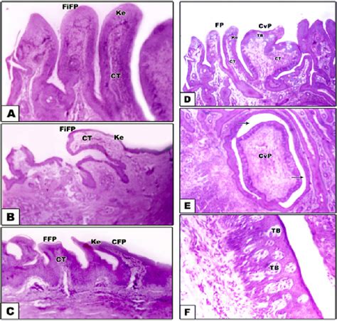 A G Photomicrographs Of Longitudinal Histological Sections Of Lingual