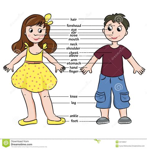 Cartoon Boy And Girl Vocabulary Of Body Parts Stock Vector