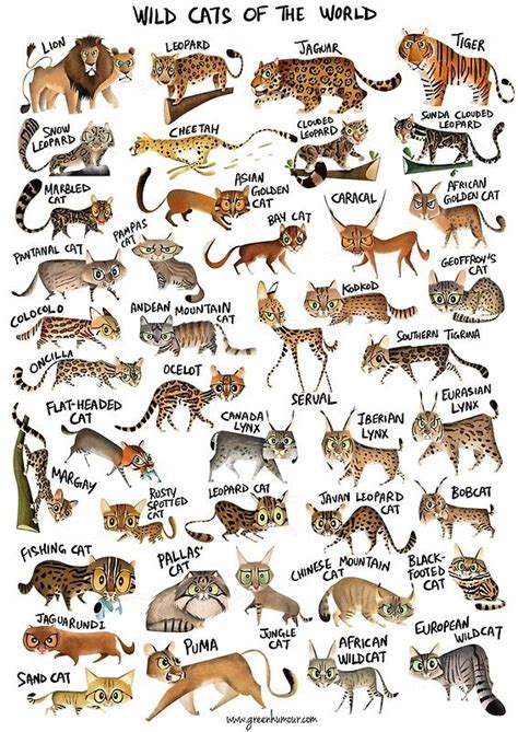Wild Cats Of The World Poster By Rohanchak Wild Cats Types Of Wild