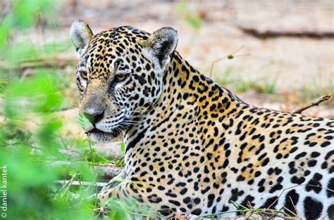 El Genoma Del Jaguar Dilucida La Historia Evolutiva De Los Grandes Felinos