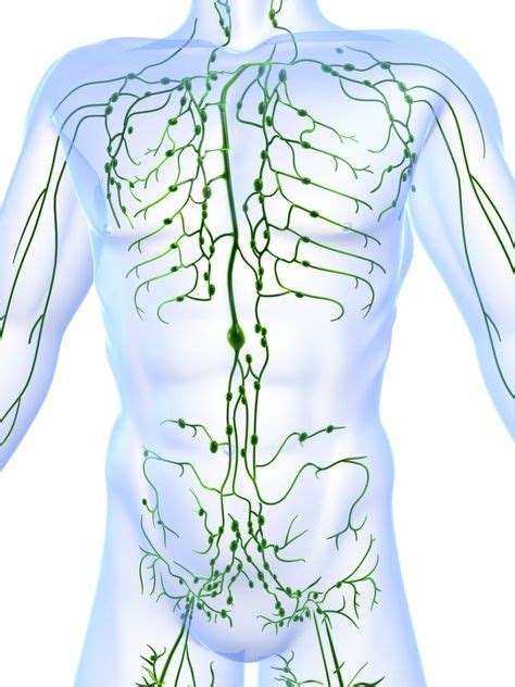 Yoga And Lymphatic Circulation Gaiamtv Also Beneficial To The