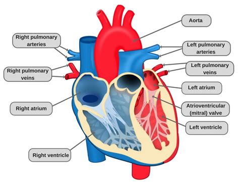 Understanding the structure and function of arteries, capillaries and veins in higher human biology. Heart Structure and Function Worksheet - Teacha!