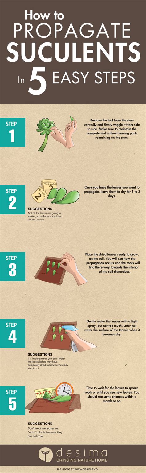 How To Propagate Succulents In 5 Easy Step Desima