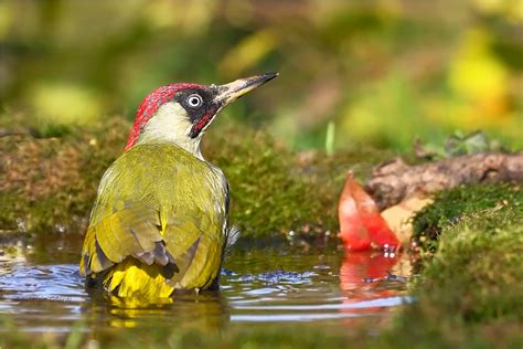Il bosco da riparo a molti animali selvatici come scoiattoli, lepri, caprioli e fagiani, falchetti, ghiandaie, poiane, cardellini, gazze ladre, fringuelli, cinciallegre, picchio rosso e il picchio verde. Picchio verde (Picus viridis) | JuzaPhoto