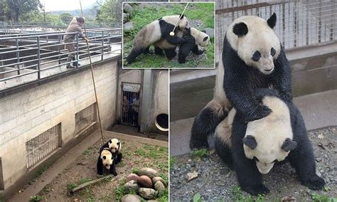 Giant Pandas Finally Mate After Park Keepers At A Chinese Zoo Poke The