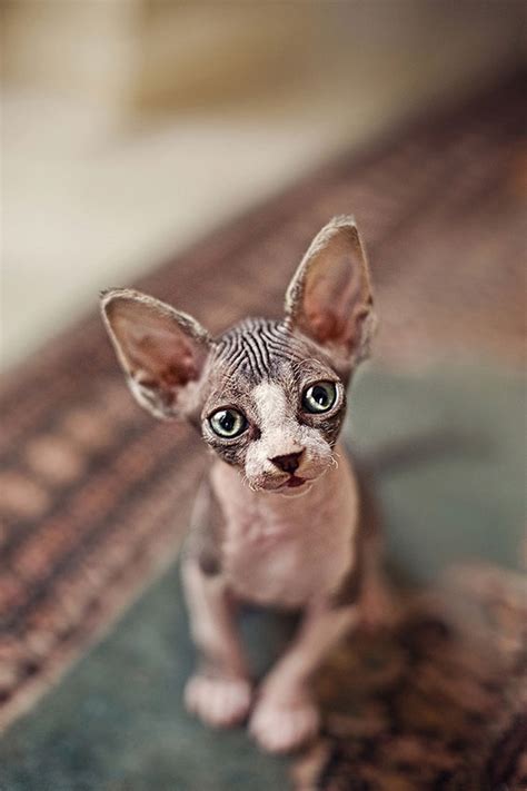 The good news is that more hairless cats pictures will be added in the near future so be sure to bookmark us. Playfully purr-fect photos of hairless cats: Serenah ...