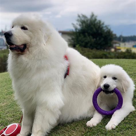 14 Big Facts About Giant Great Pyrenees Dogs Page 2 Of 4 Petpress