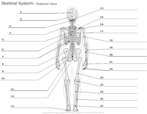 Posterior View Of The Skeletal System Unlabeled Anatomy Pinterest