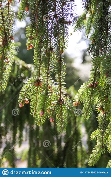 Branches Of Spruce Tree In Spring Park Stock Photo Image Of Summer