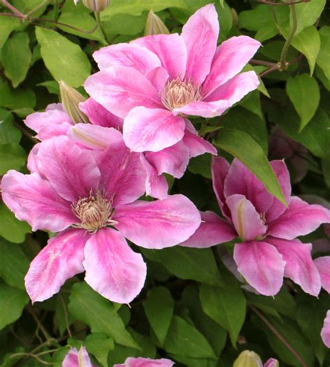 Clematis Planting Pruning And Advice On Caring For This Flower Vine