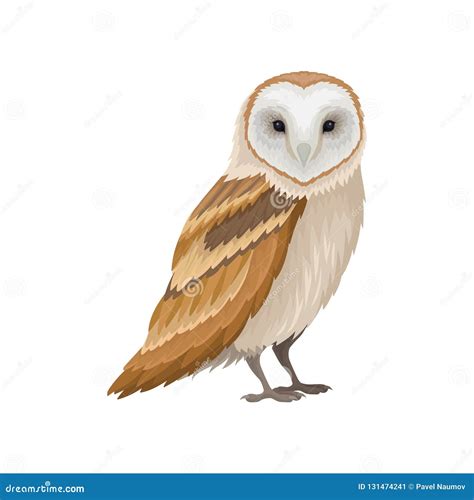 Barn Owl With White Face And Brown Wings Side View Wild Forest Bird