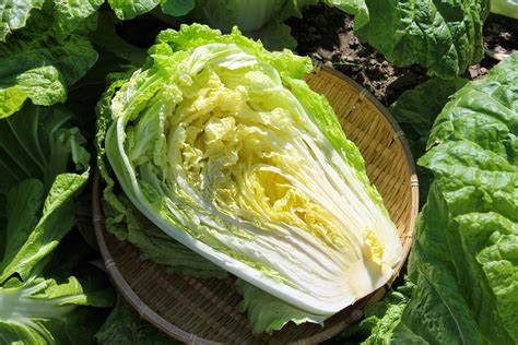How To Cook And Eat Chinese Cabbage
