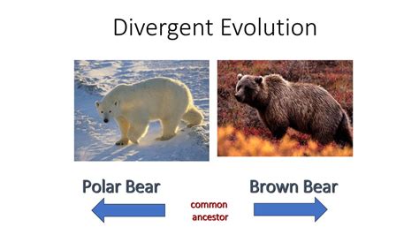 The Evolution Of Bear Species Paleontology World