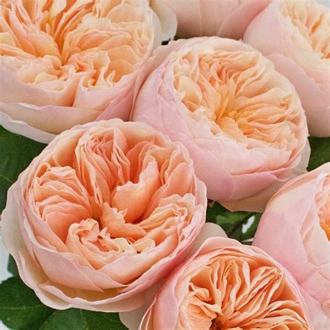 David Austin Roses Peach Juliette Roses Diy Wedding Rose Fiftyflowers